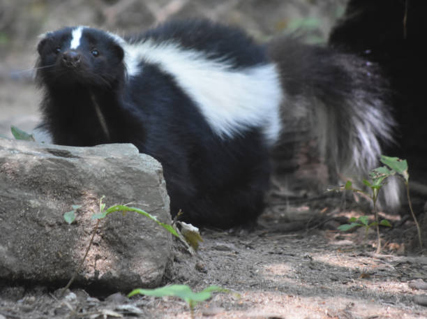 istock Adorable Wild Black and White Skunk 1144377229