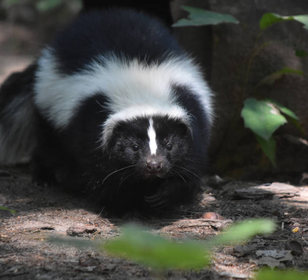 istock Adorable Wild Black and White Skunk 1144377309