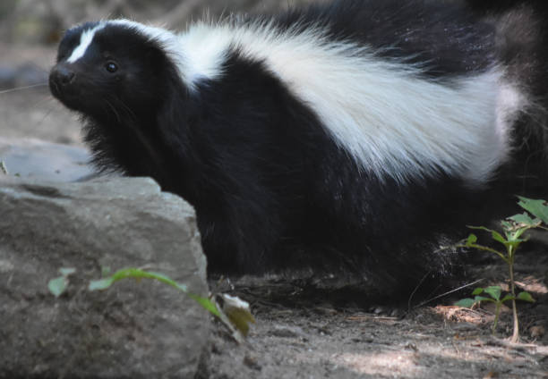 istock Adorable Wild Black and White Skunk 1144377325