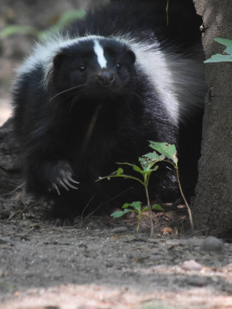 istock Adorable Wild Black and White Skunk 1144377341