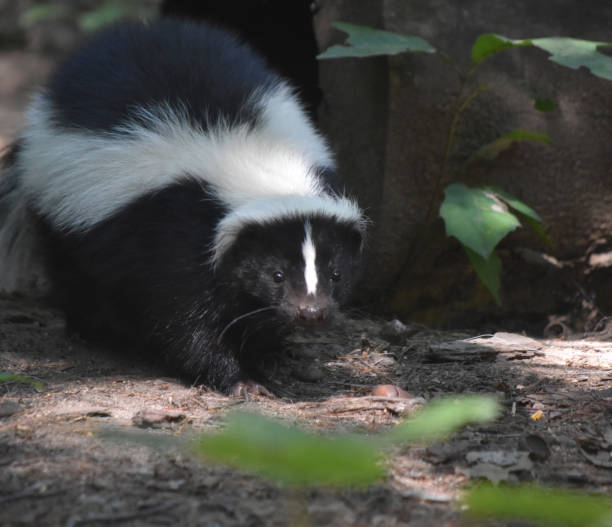istock Adorable Wild Black and White Skunk 1144377383