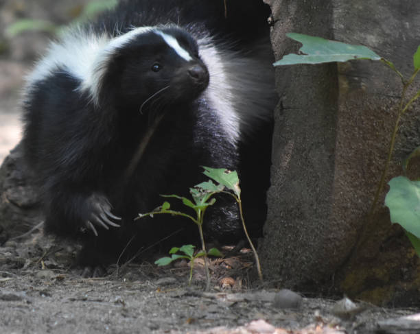 istock Adorable Wild Black and White Skunk 1144377394