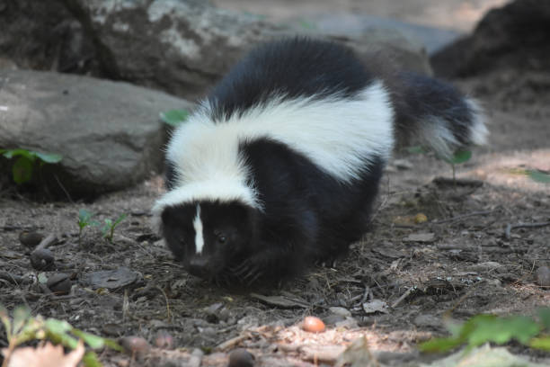 istock Adorable Wild Black and White Skunk 1144377410