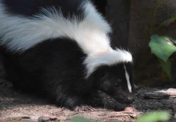 istock Adorable Wild Black and White Skunk 1144377433