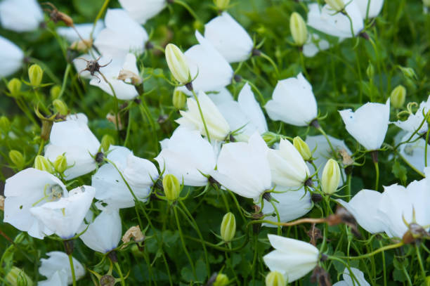 campanula carpatica fleurs blanches nacrées - campanule canterbury photos et images de collection