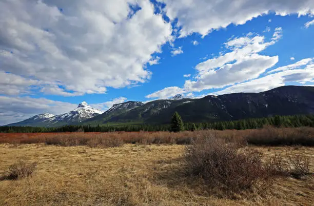 Photo of Moose meadows