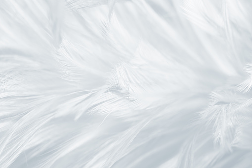 Beautiful white gray colors tone feather texture background