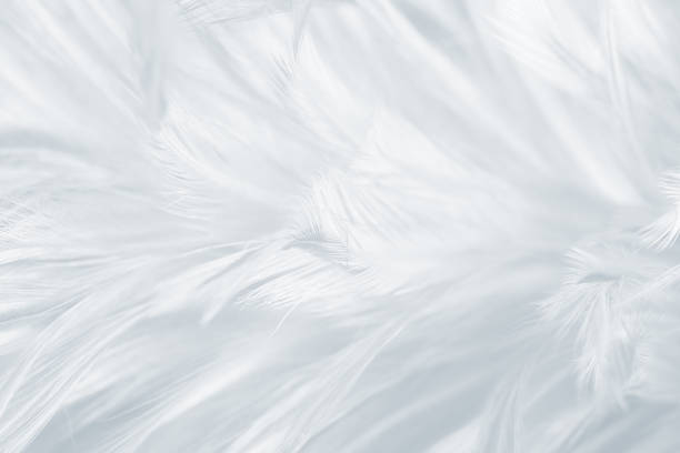 beautiful white gray colors tone feather texture background - feather softness bird macro imagens e fotografias de stock