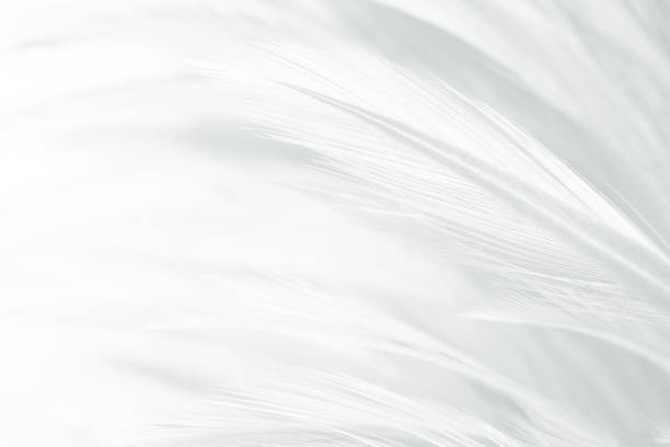 istock Beautiful white gray colors tone feather texture background 1144378758