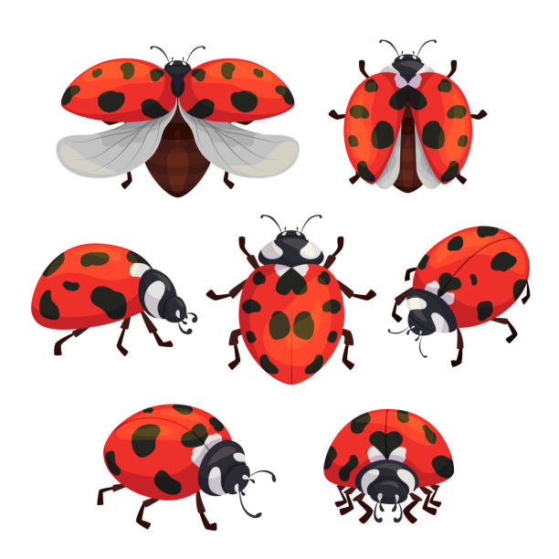 ilustraciones, imágenes clip art, dibujos animados e iconos de stock de conjunto de mariquitas de insectos, pequeños bichos rojos lindos - mariquita