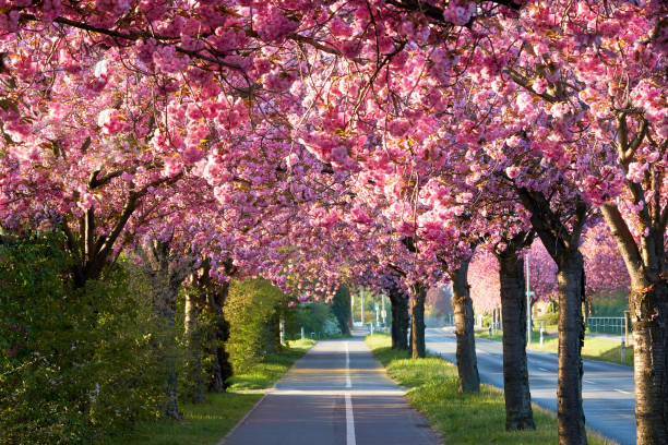 istock Avenue of blooming cherry trees in Magdeburg 1144379651