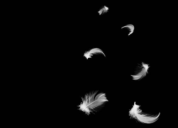 istock Beautiful white feathers floating in air isolated on black background 1144379707