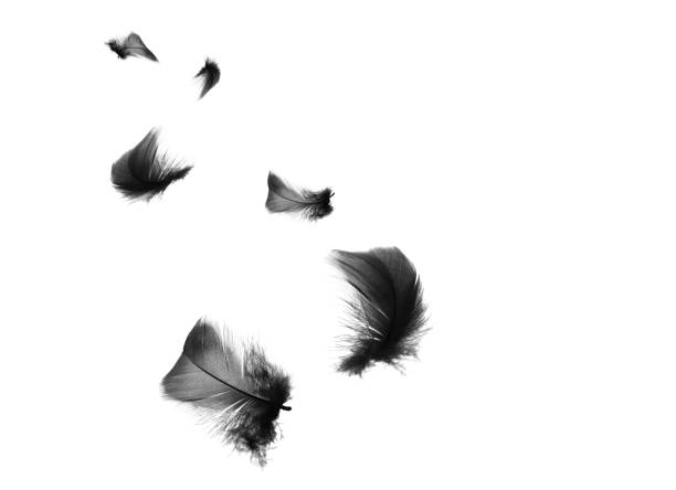 istock Beautiful black feathers floating in air isolated on white background 1144379711