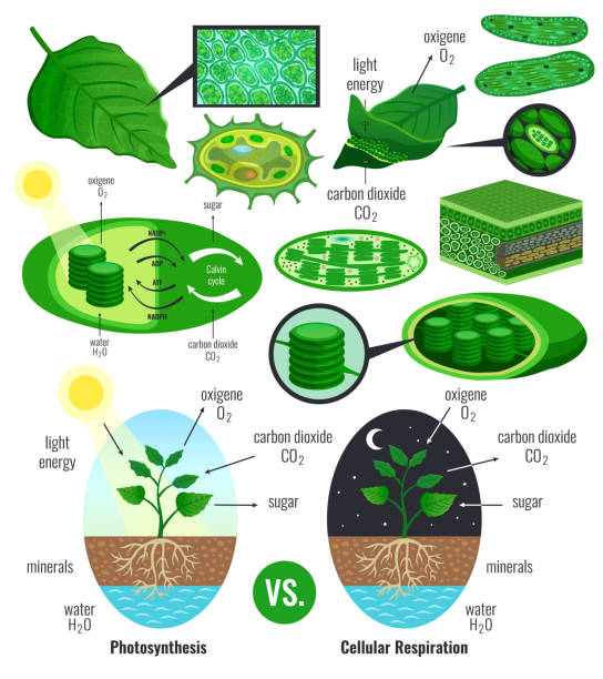 illustrazioni stock, clip art, cartoni animati e icone di tendenza di elementi infografici di fotosintesi biologica - science botany chemistry formula