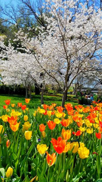 istock Tulips and Cherry blossoms 1144380039
