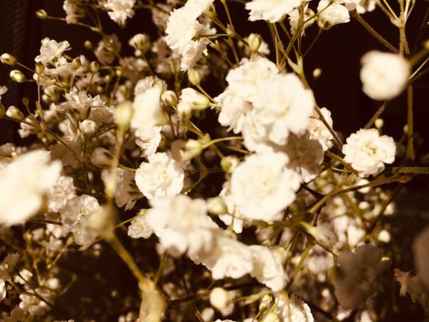 istock White baby’s breath flowers 1144380276