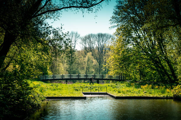 a bridge in the amsterdam forest, beautiful city park
