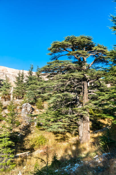 i cedri di dio a bsharri in libano - bcharre foto e immagini stock