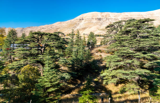 レバノンのブシャッリでの神の杉 - lebanon landscape nature famous place ストックフォトと画像