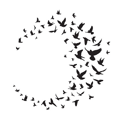 Flying birds silhouette illustration. Vector background - Vector