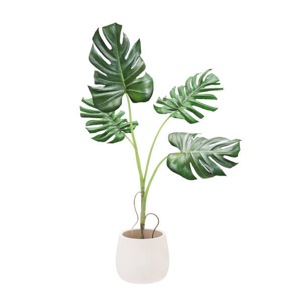 Decorative monstera tree planted white ceramic pot isolated on white background. 3D Rendering, Illustration. Decorative monstera tree planted white ceramic pot isolated on white background. 3D Rendering, Illustration. vase stock pictures, royalty-free photos & images