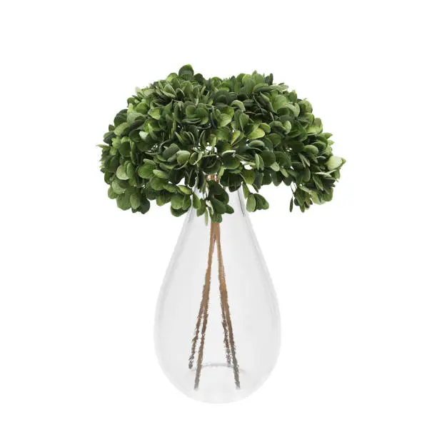 Decorative Jade Stonecrop plant in glass vase isolated on white background. 3D Rendering, Illustration.