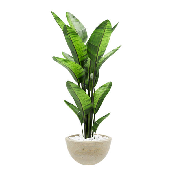 plante décorative de banane dans le vase en marbre de pierre d’isolement sur le fond blanc. rendu 3d, illustration. - cache pot photos et images de collection