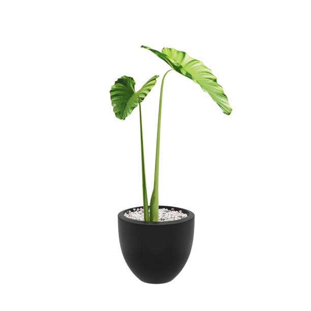 istock Decorative Giant taro plant planted in ceramic pot isolated on white background. 3D Rendering, Illustration. 1144381261