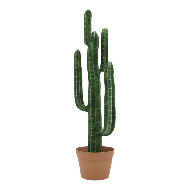 istock Decorative cactus planted in ceramic pot isolated on white background. 3D Rendering, Illustration. 1144381276