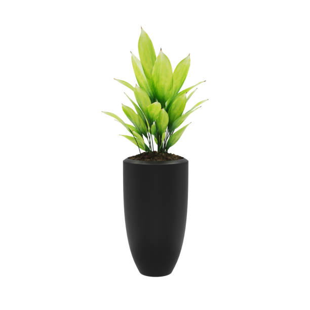 istock Decorative Cast iron plant planted in ceramic pot isolated on white background. 3D Rendering, Illustration. 1144381285