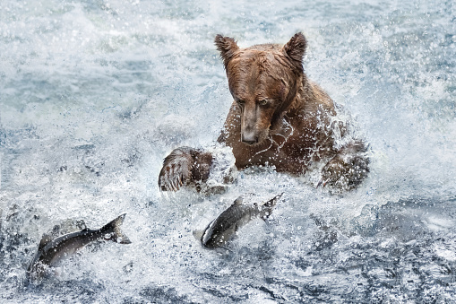 A bear fishes in an icy river and the fish jump through the air.