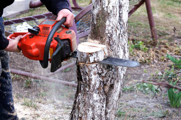 istock Pruning shears in the garden in spring 1144381542