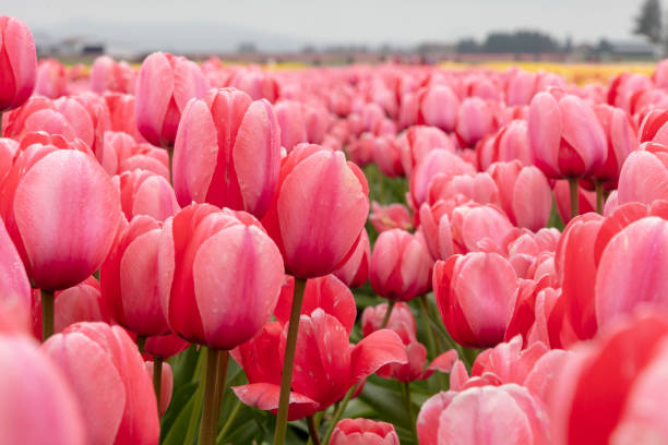 istock Pink Spring Tulip Flower 1144382558