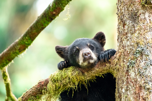 A young bear cub peers down from a tree