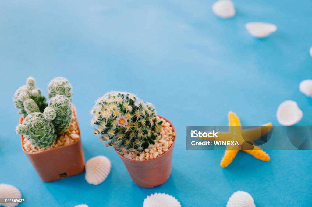 Foto de Dois Cacto Pequeno Com Escudo Branco E Peixes De Estrela Modelo  Amarelos Na Luzfundo Azul Tema Do Verão e mais fotos de stock de Arte -  iStock