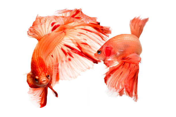 istock Betta fish, siamese fighting fish, betta halfmoon isolated on white background 1144384934