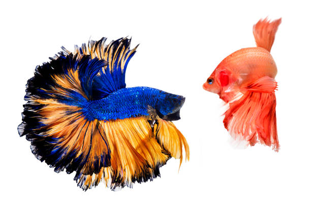 istock Betta fish, siamese fighting fish, betta halfmoon isolated on white background 1144384950