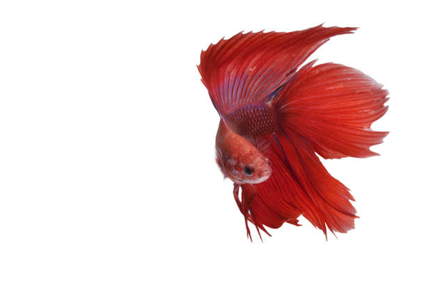 istock Betta fish, siamese fighting fish, betta halfmoon isolated on white background 1144384966