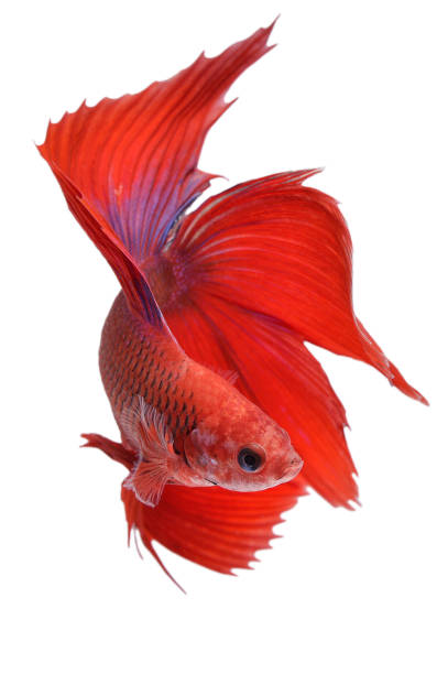 istock Betta fish, siamese fighting fish, betta halfmoon isolated on white background 1144385025