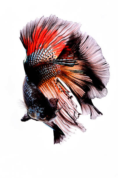 istock Betta fish, siamese fighting fish, betta halfmoon isolated on white background 1144385037