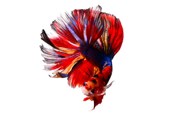 istock Betta fish, siamese fighting fish, betta halfmoon isolated on white background 1144385055