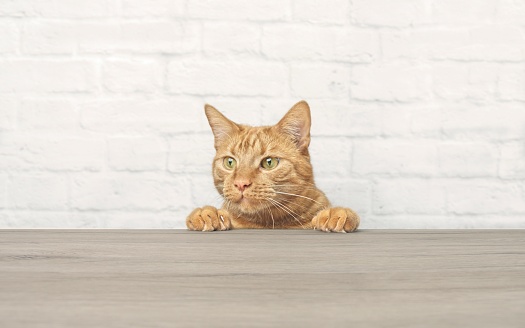 Cute ginger cat is looking curious up to the table. Horizontal image witrh copy space.