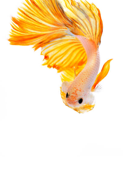 istock Betta fish, siamese fighting fish, betta halfmoon isolated on white background 1144385576