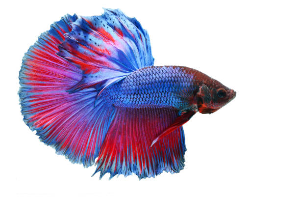 бетта рыбы, сиамские боевые рыбы, бетта halfmoon изолированы на белом фоне - siamese fighting fish fish tank tropical climate fish стоковые фото и изображения