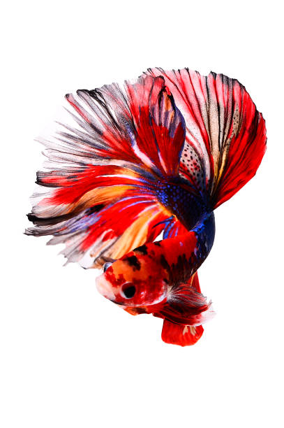 istock Betta fish, siamese fighting fish, betta halfmoon isolated on white background 1144385641