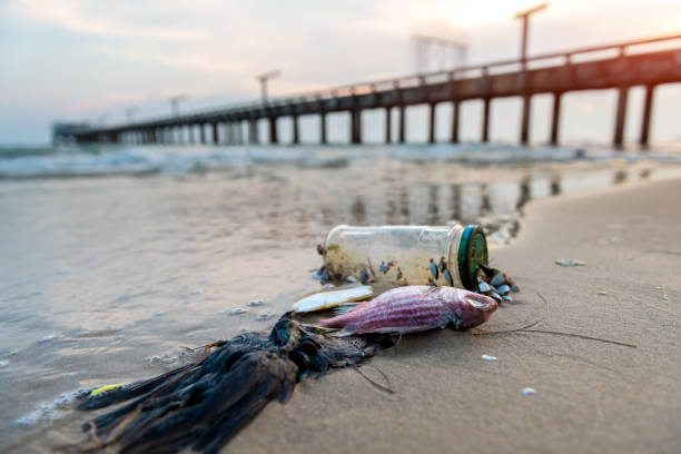 istock Death fish on the beach. 1144385956