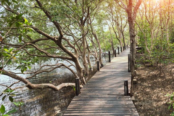 istock Wooden bridge with the mangrove forest. 1144386560