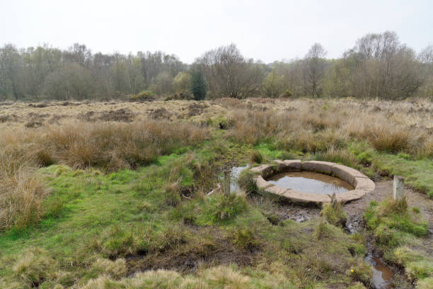 Sutton Park, West Brom UK Source and well surrounded by a stone circle in Sutton Park. sutton park stock pictures, royalty-free photos & images