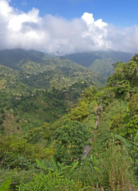 istock Blue Mountains NP, Jamaica 1144389530