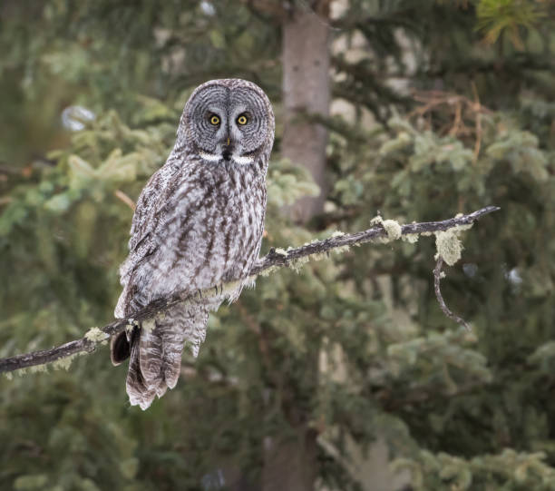 Great grey owl stock photo